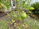 Close-up of a pomelo tree with several ripe fruit in the yard at 6642 Acacia Ct, North Port, FL 34287