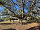 Large oak tree in a grassy yard at 18506 Klingler Cir, Port Charlotte, FL 33948