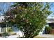 Flowering tree in front of the house at 422 Omen St, Punta Gorda, FL 33982