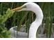 Great Egret in the backyard at 18938 Ayrshire Cir, Port Charlotte, FL 33948