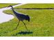 A Sandhill Crane peacefully walks through the yard at 5688 Mashie Cir, North Port, FL 34287