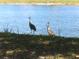 Gathering of sandhill cranes near the lake at 13278 Carter Ave, Port Charlotte, FL 33981