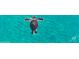 Baby sea turtle swimming in ocean water at 396 N Gulf Blvd, Placida, FL 33946