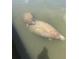 Two manatees in the water near the property at 2805 N Beach Rd # B, Englewood, FL 34223