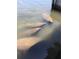 Three manatees in the water near the property at 2805 N Beach Rd # B, Englewood, FL 34223
