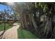 Mature banyan tree creates a welcoming entrance to the property at 11000 Placida Rd # 201, Placida, FL 33946