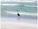 Serene beach with a great blue heron at 3159 Pinetree St, Port Charlotte, FL 33952