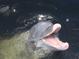 Close-up of a playful dolphin emerging from the water, showing its open mouth at 6543 Coliseum Blvd, Port Charlotte, FL 33981