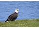 Majestic bald eagle by the water's edge at 8768 Conch Ave, Placida, FL 33946