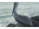 Brown pelican on rocks near the ocean at 1577 Monarch Dr # 1577, Venice, FL 34293