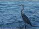 Great blue heron wading in the ocean surf at 1577 Monarch Dr # 1577, Venice, FL 34293