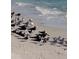 Many shorebirds on the beach near ocean waves at 5 Pointe Way, Placida, FL 33946