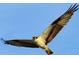 Majestic osprey in flight against a clear blue sky at 5 Pointe Way, Placida, FL 33946