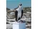 Osprey perched on a post with a recent catch at 5 Pointe Way, Placida, FL 33946