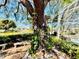 Landscaped garden featuring a large tree adorned with orchids and other plants at 1108 Bayhead Ln, Osprey, FL 34229