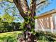 Mature tree with various plants growing on its trunk, near a pool and house at 1108 Bayhead Ln, Osprey, FL 34229