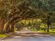 Road lined with lush, large trees creating a canopy at 1700 Curry Trl # 35, Nokomis, FL 34275