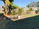 Landscaped backyard featuring a pond, banana tree, and bird bath at 4701 22Nd N Ave, St Petersburg, FL 33713