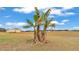 Large banana tree in a grassy field at 4706 Nesmith Rd, Plant City, FL 33567