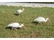 Three white ibises foraging in a grassy area at 3911 Sunrise S Dr, St Petersburg, FL 33705