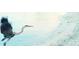 Great blue heron in flight over water at 19718 Cobblestone Cir, Venice, FL 34292