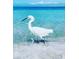 Beautiful shot of Snowy Egret wading in turquoise ocean water with clear blue skies, capturing serene coastal living at 12837 Oriago St, Venice, FL 34293