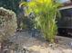 Landscaped backyard with rock pathway and tropical plants at 624 Silk Oak Dr, Venice, FL 34293
