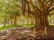 Relaxing park scene with large banyan tree and benches at 498 Lake Of The Woods Dr, Venice, FL 34293