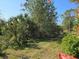 Mature trees and lush landscaping in the backyard at 1890 San Trovaso Way, Venice, FL 34285