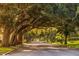 Road lined with lush, large oak trees at 214 Field E Ave # 1, Venice, FL 34285
