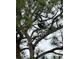 Majestic bald eagle perched in a tall pine tree at 12950 Basilica Dr, Venice, FL 34293