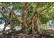 Large banyan tree with sprawling branches in a park-like setting at 1423 Avenida Del Circo # 1C, Venice, FL 34285