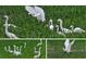 Multiple images of a group of Snowy Egrets wading through the lush green grass at 340 N River Rd, Venice, FL 34293