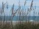 Ocean view through tall beach grass at 451 Home Park Rd, Venice, FL 34285