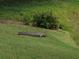 Alligator resting on the grass at the Venice Golf and Country Club golf course at 522 Fallbrook Dr, Venice, FL 34292