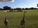Sandhill cranes on the green at the Venice Golf and Country Club Golf course at 522 Fallbrook Dr, Venice, FL 34292