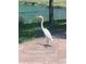 A backyard view with a serene lake and a majestic white heron standing gracefully on the patio at 424 Shade Ter, Venice, FL 34293