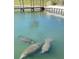 Charming view of manatees in the community's scenic waterfront area at 718 S Green Cir, Venice, FL 34285