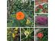 Assortment of bright colored flowers in garden at 802 Gateway Ln, Tampa, FL 33613