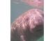 Close-up view of a manatee underwater at 13221 Gulf Bay Ln, Spring Hill, FL 34609