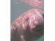 Close-up view of a manatee underwater at 12140 Scarlet Ibis Ave, Brooksville, FL 34614