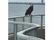 Stunning balcony view with an eagle perched on railing at 3060 Grand Bay Blvd # 174, Longboat Key, FL 34228