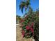 Lush landscaping with vibrant bougainvillea and palm tree at 721 Plumbrook Rd, Sun City Center, FL 33573