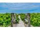 Wooden walkway leading to a serene beach, lush with greenery at 221 Howard Dr, Belleair Beach, FL 33786