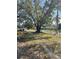 Large oak tree in the front yard at 1716 Lancelot Loop, Tampa, FL 33619