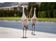 Two sandhill cranes stroll along a residential street at 6931 162Nd E Pl, Parrish, FL 34219