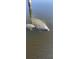 Adorable manatees swimming in the canal, showcasing the natural beauty of the area at 1661 Watermark Ne Cir, St Petersburg, FL 33702