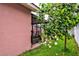 Backyard with mango tree, screened patio, and pink stucco wall at 6906 N Clark Ave, Tampa, FL 33614