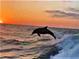 Dolphin jumping in ocean wave at sunset at 2831 Jarvis Cir, Palm Harbor, FL 34683