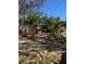 Landscaped backyard with tropical plants at 2716 Miriam S St, Gulfport, FL 33711